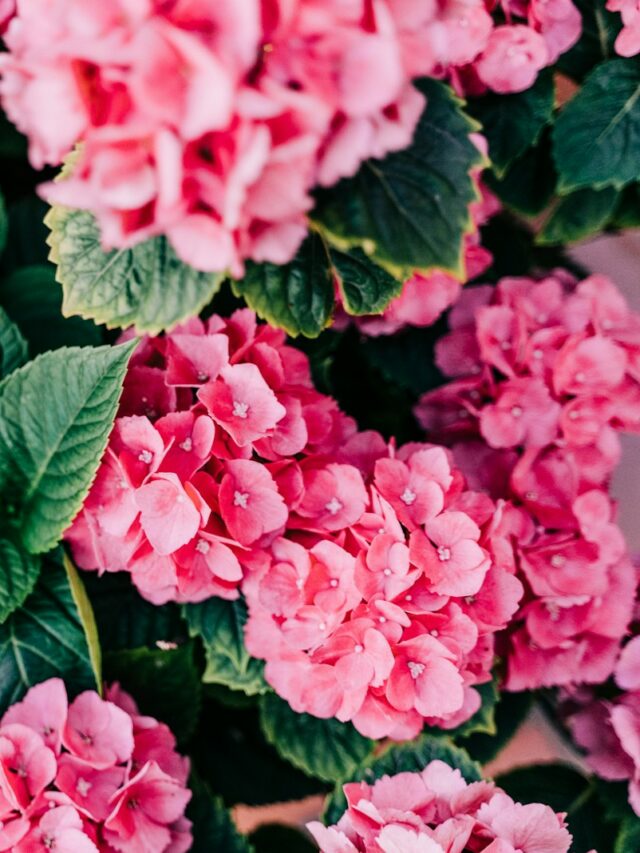 pink flowers with green leaves