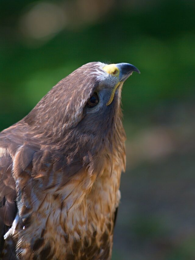 brown hawk selective focus phot o