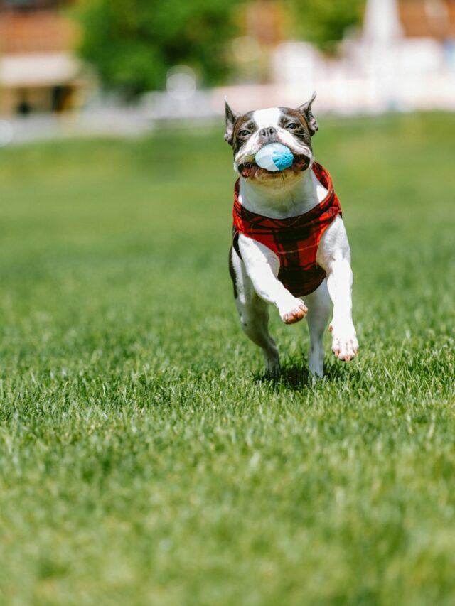 a dog running with a ball in its mouth