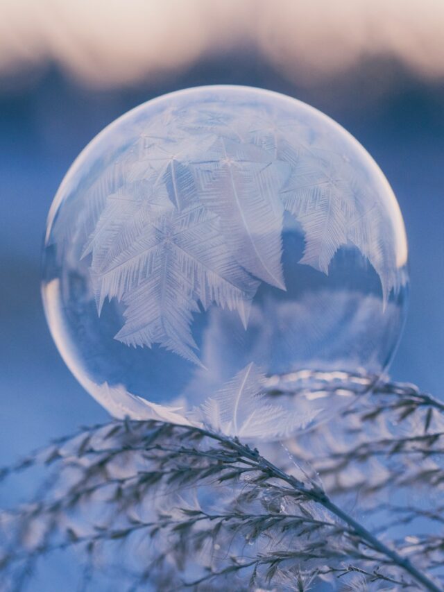 shallow focus photography of bubble on leaves