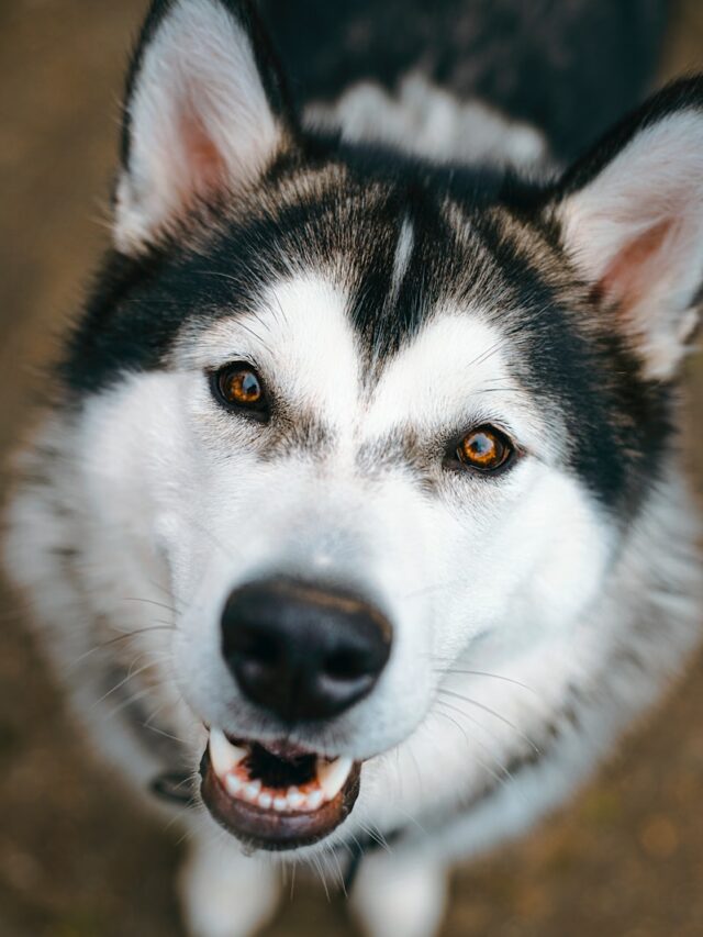 white and black dog