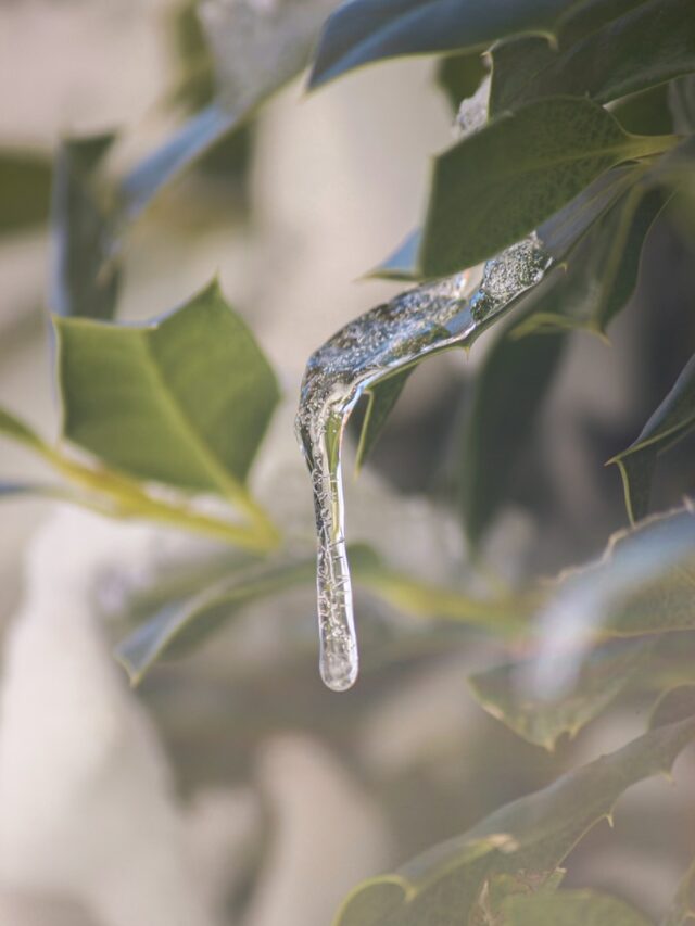 water dew on green leaf