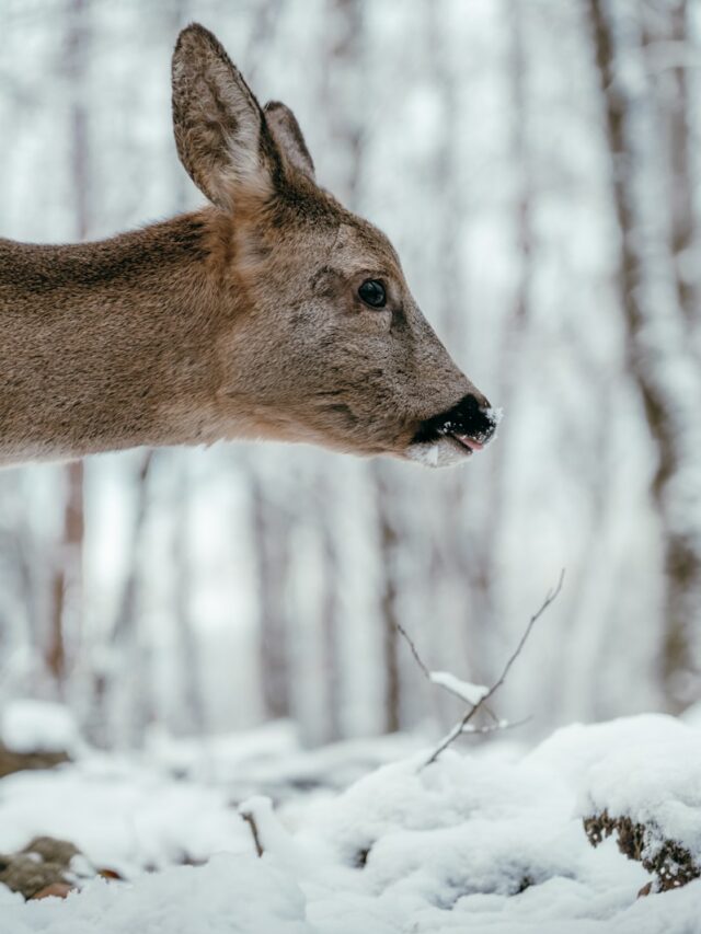 A deer is standing in the snow in the woods