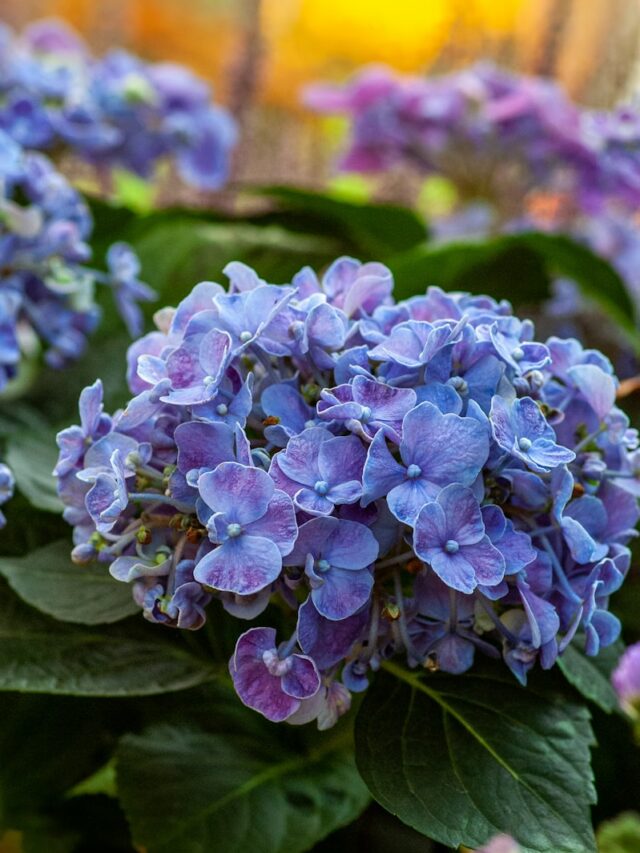 purple-petaled flower