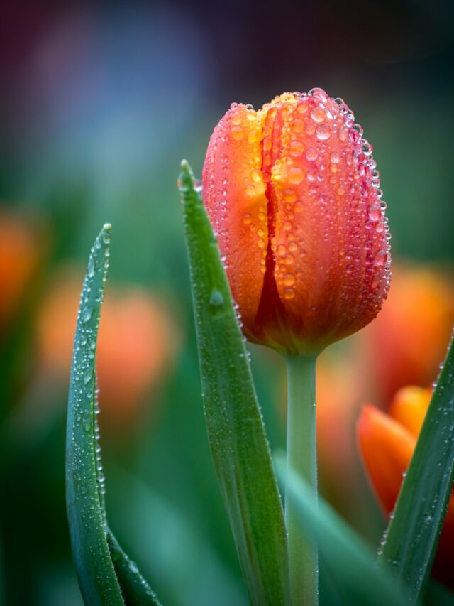 selective focus photography of red tulip