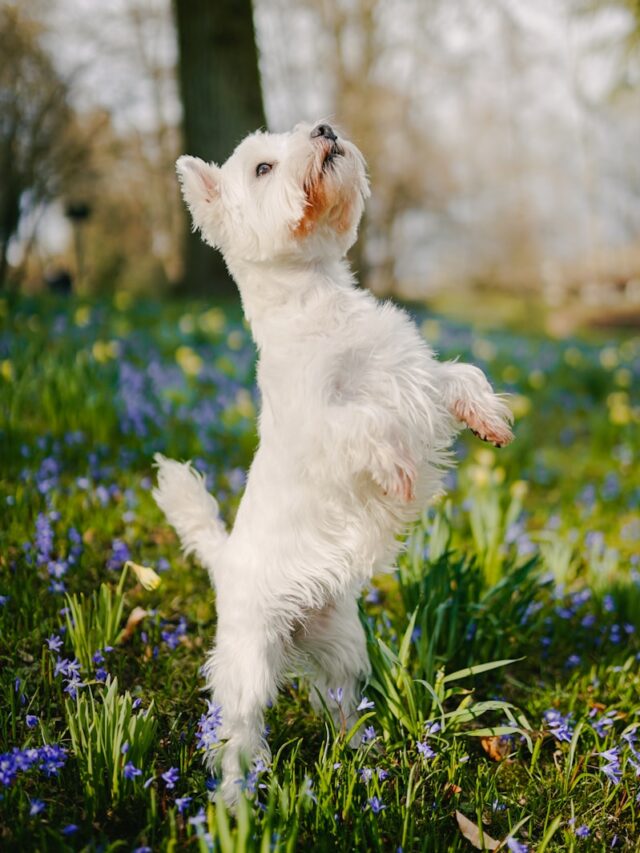 white long coat small dog on green grass field during daytime