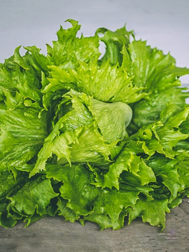 closeup photo of lettuce on gray surface