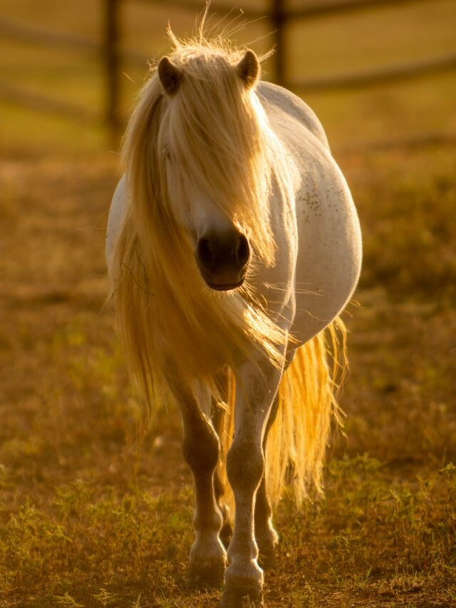 white horse inside barn