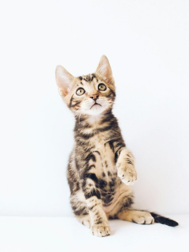 brown tabby kitten looking up