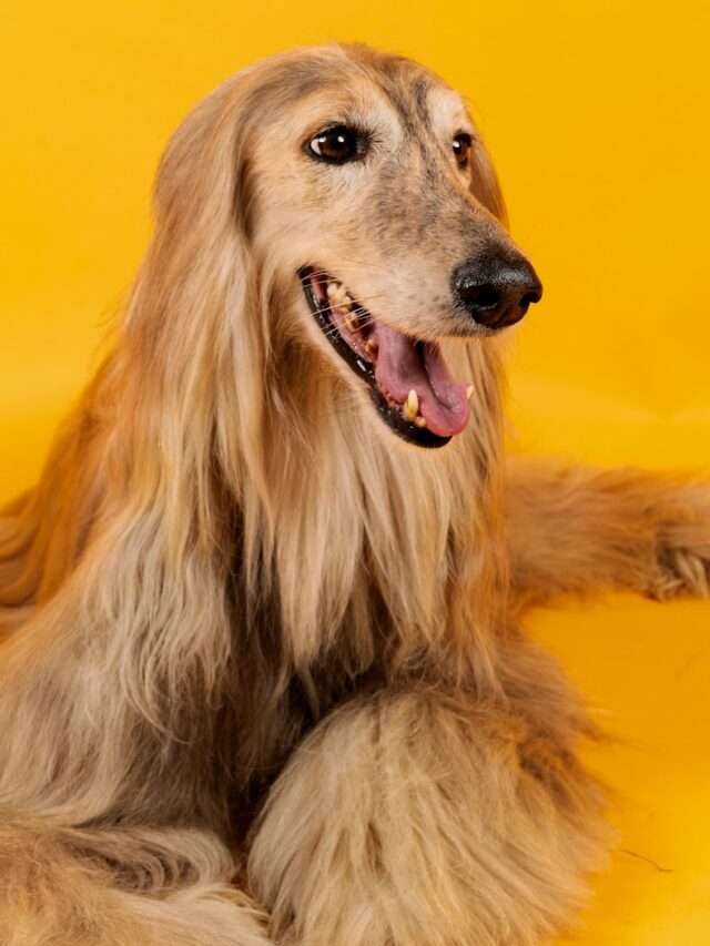 brown long haired dog lying on yellow textile