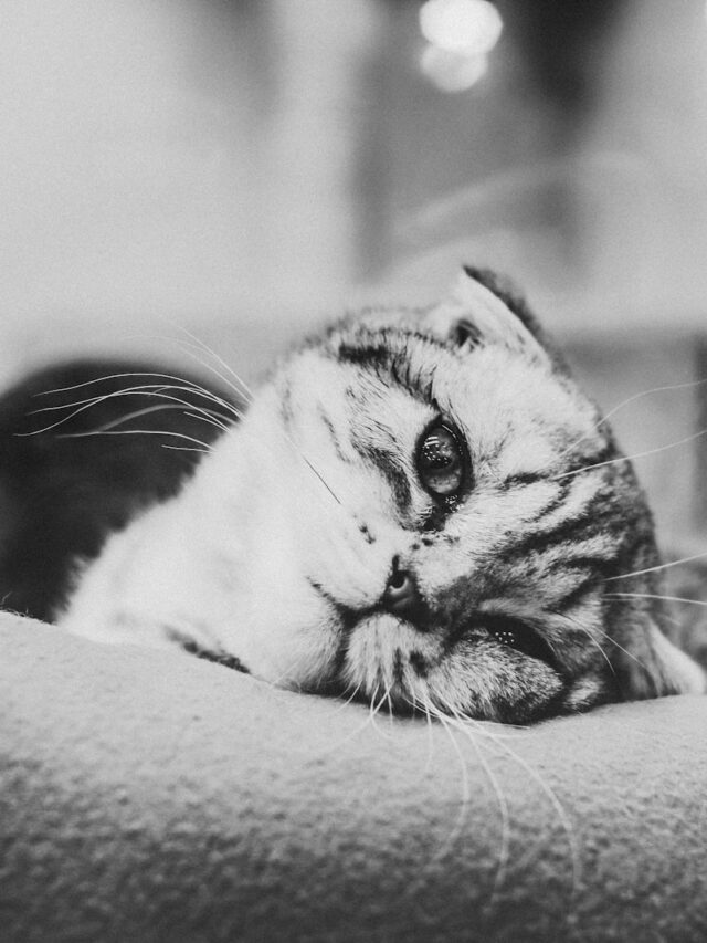 grayscale photo of cat lying on pillow