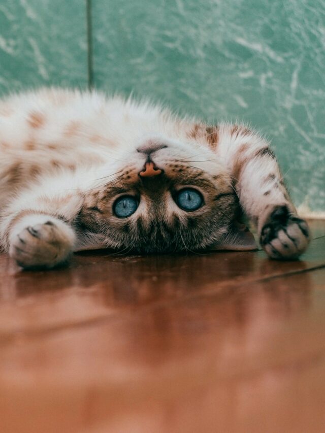 white and brown cat lying on brown wooden floor