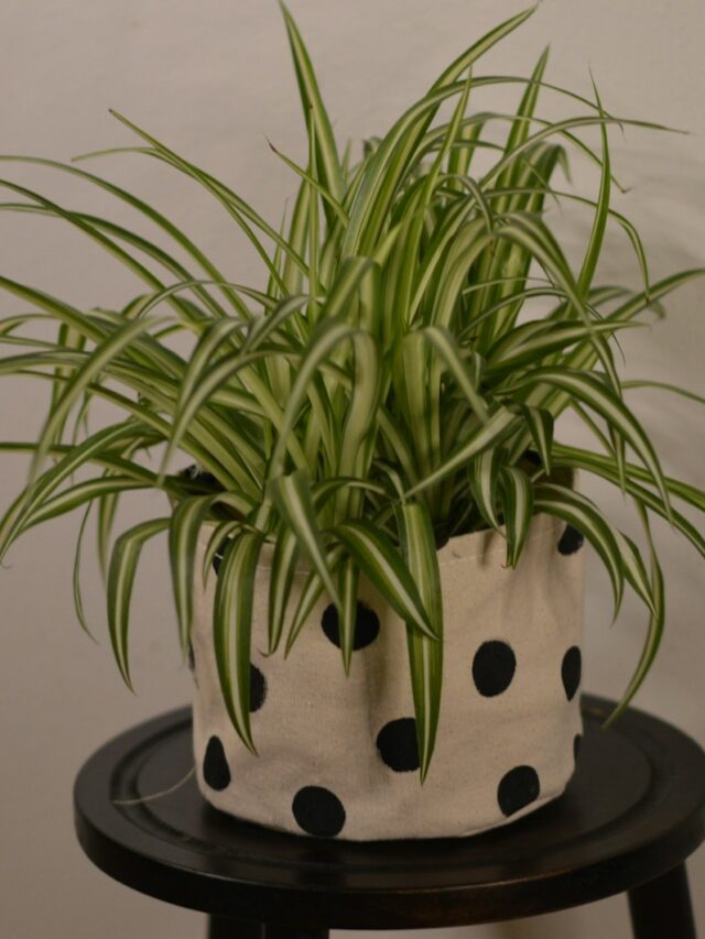 green plant on black pot