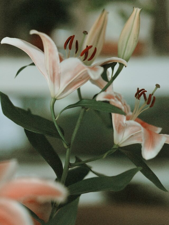 white and red flower in tilt shift lens