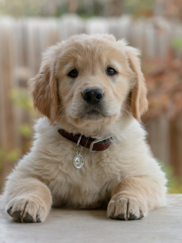 golden retriever puppy on focus photo