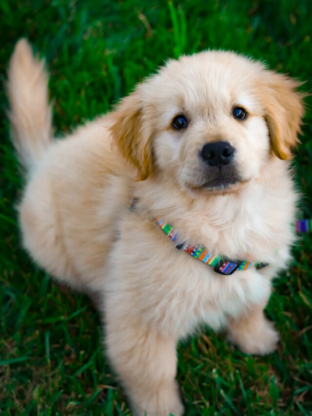 light golden retriever puppy on green grass field during daytime