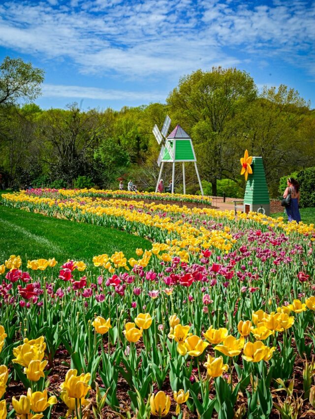 people walking on flower field during daytime