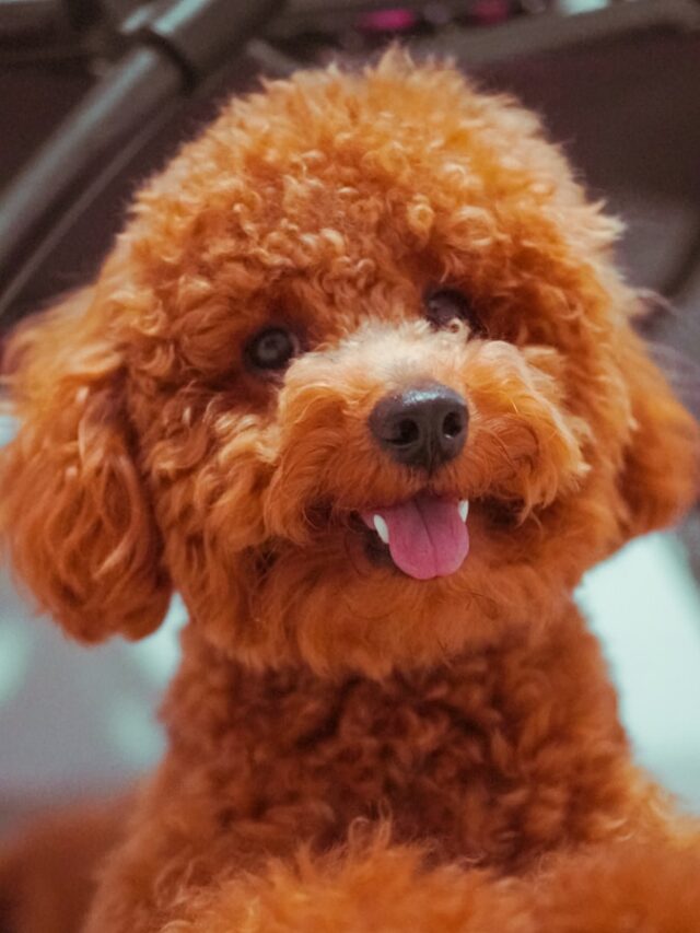 brown long coated small dog