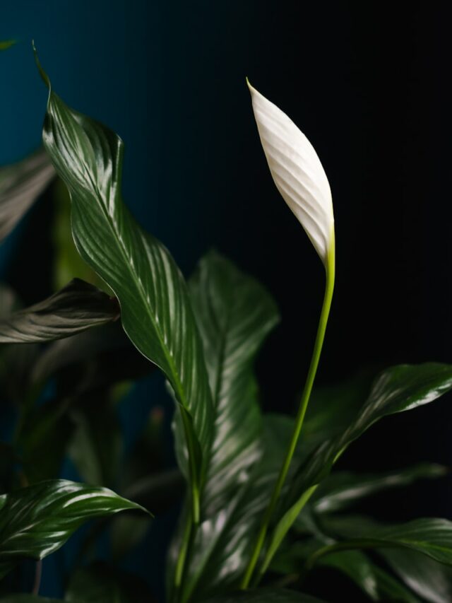 a close up of a white flower on a plant