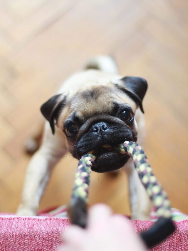 fawn pug biting rope