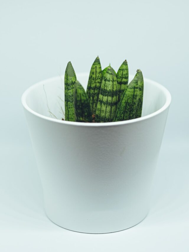 green cactus in white ceramic pot