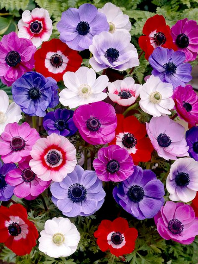 22 Beautiful Early Blooming Spring Flowers for Your Garden