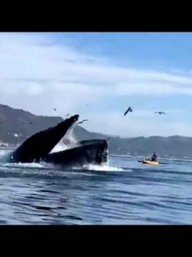 Kayaker Shares the Moment a Whale Swallowed Him Alive