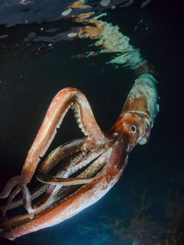 Top 10 Largest Squid Species in the World