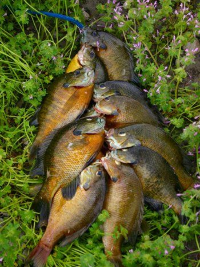 The Best Baits for Bluegill and Other Panfish