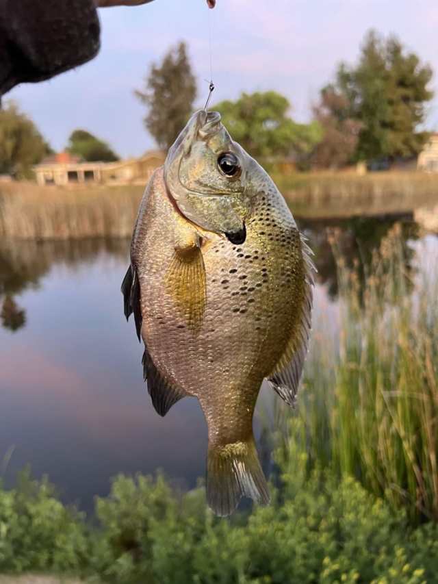 8 Unbelievable Fish Catches That Shocked the U.S.