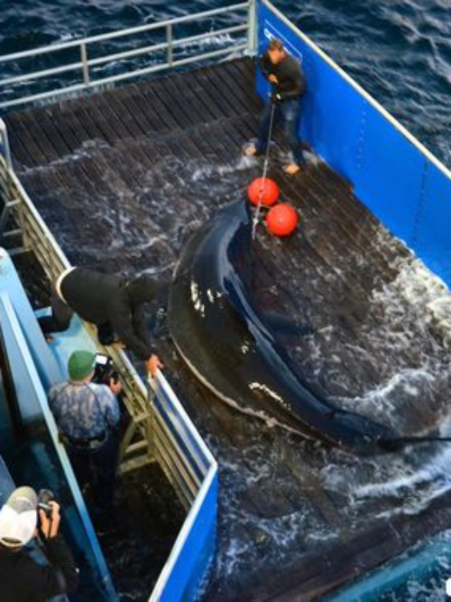 The Largest Great White Ever Seen in U.S. Waters