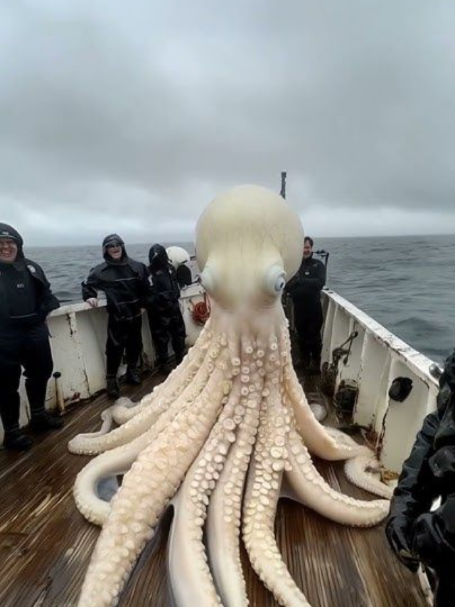 Strange Deep-Sea Creatures Found Off Oregon’s Coast