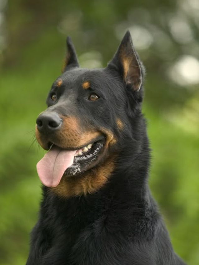 10 Dog Breeds That Refuse to Listen No Matter What You Do