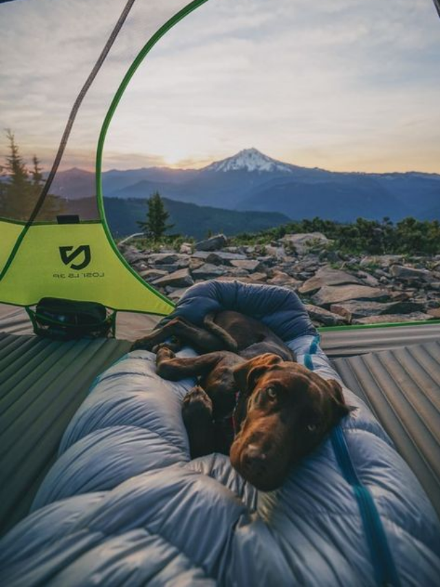 Where Do Outdoor Dogs Sleep? 17 Cozy and Unusual Spots They Love