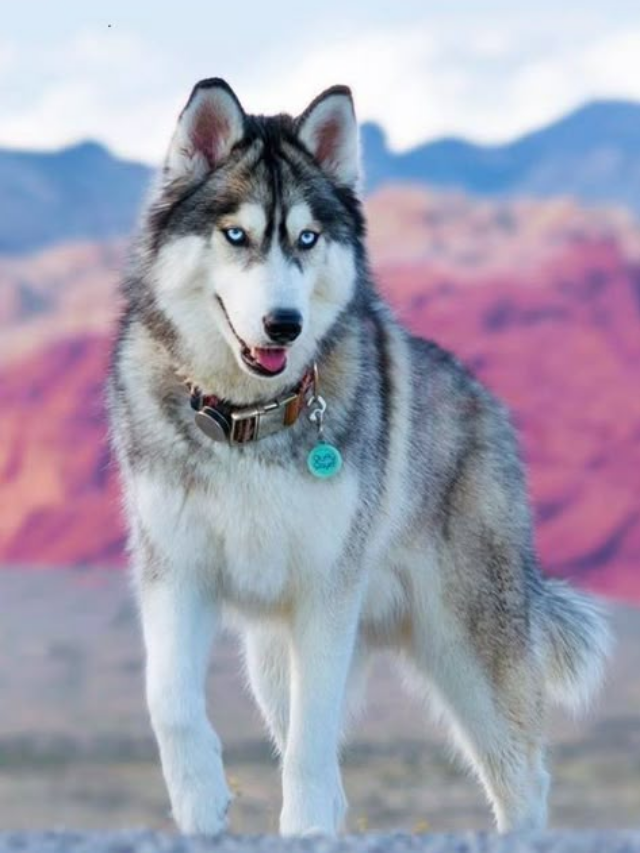 12 Dog Breeds That Aren’t Great at Guarding