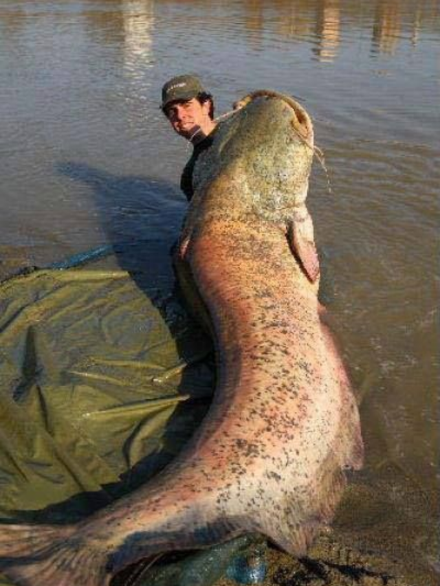 These Are The Biggest Freshwater Fish Ever Caught In The U.S.