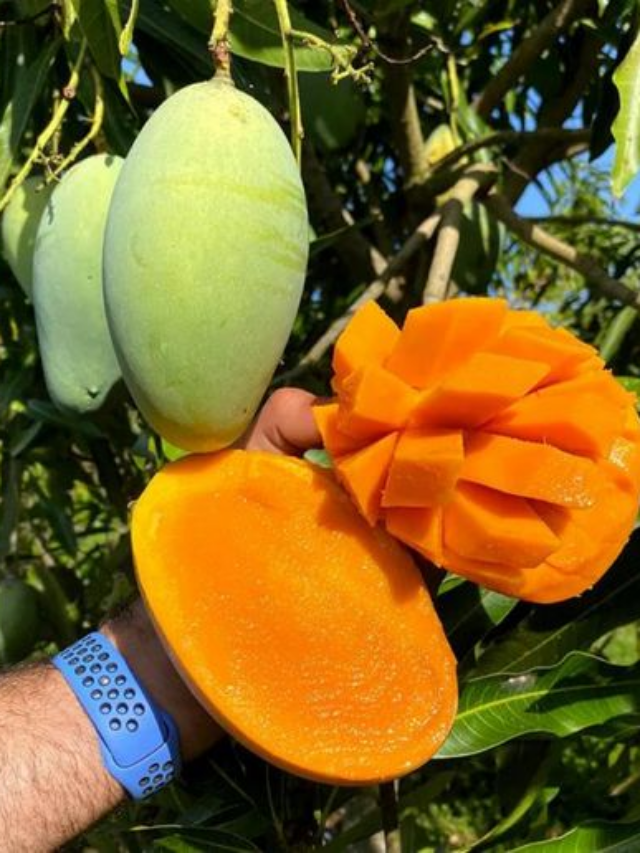 How to Cut a Mango: Simple Steps for Perfect Slices