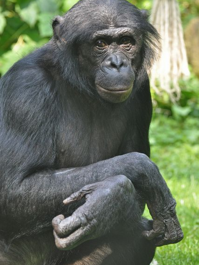 Bonobos Can Sense When You Don’t Know Something