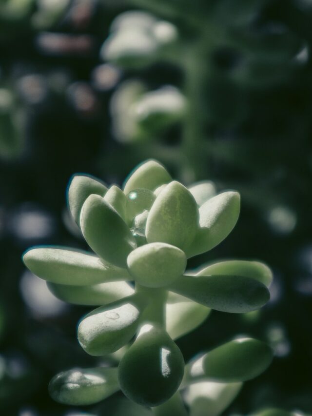 green and white flower buds