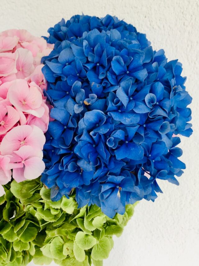 blue flower bouquet on white table