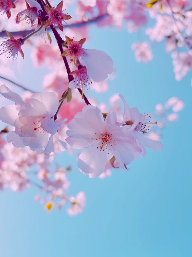 white cherry blossom in bloom during daytime