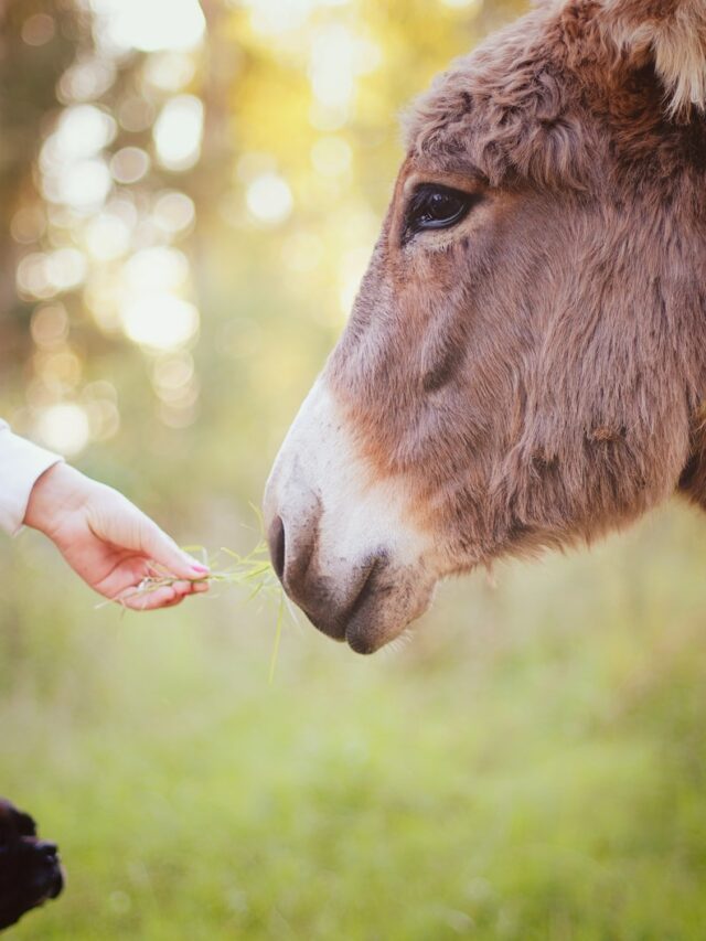 person holding green grass feeding brown animal