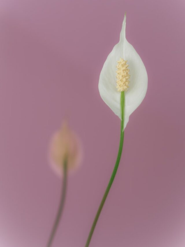 a close-up of a flower