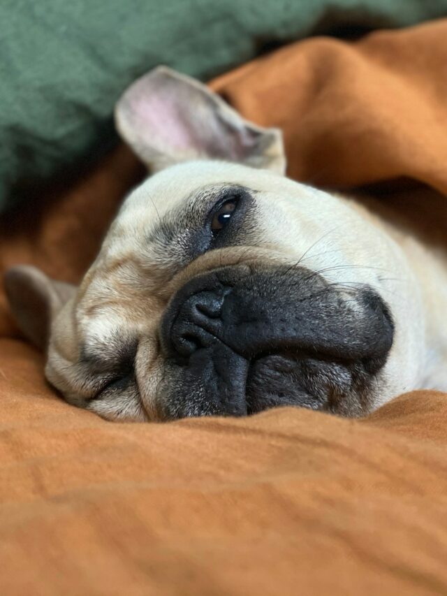 white and brown short coated dog lying on orange textile