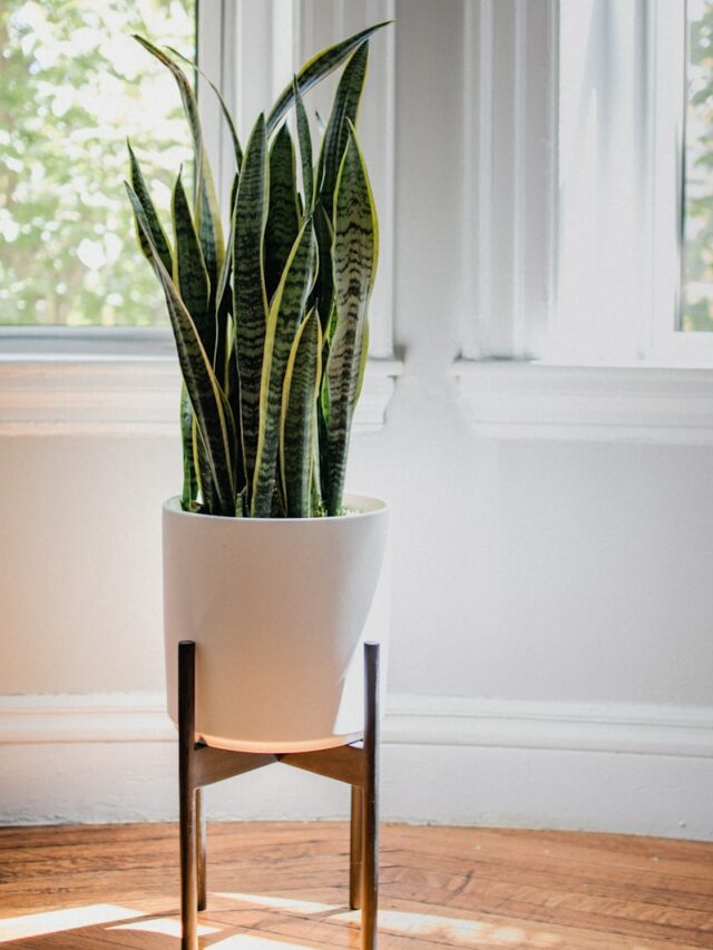 green snake plant on white ceramic pot