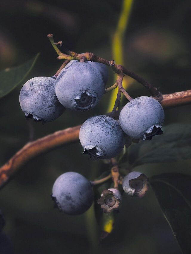 close up photo of black round fruits