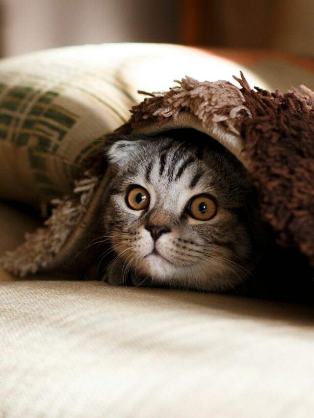 brown Scottish fold in brown thick-pile blanket