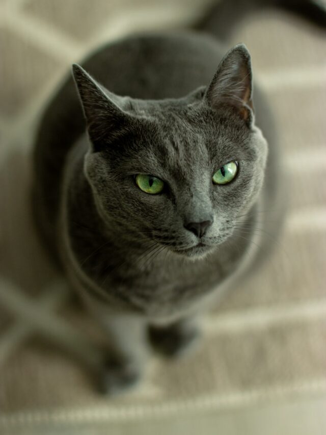 russian blue cat in close up photography