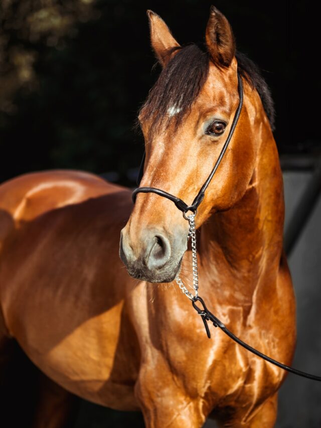 brown horse with silver round pendant necklace