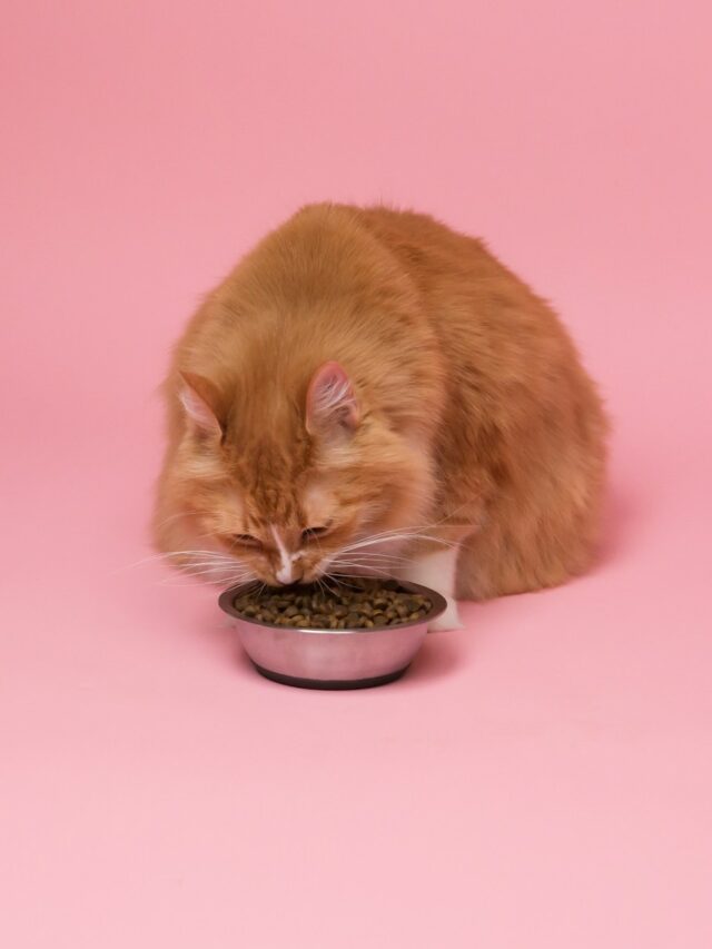 orange tabby cat eating on black ceramic bowl